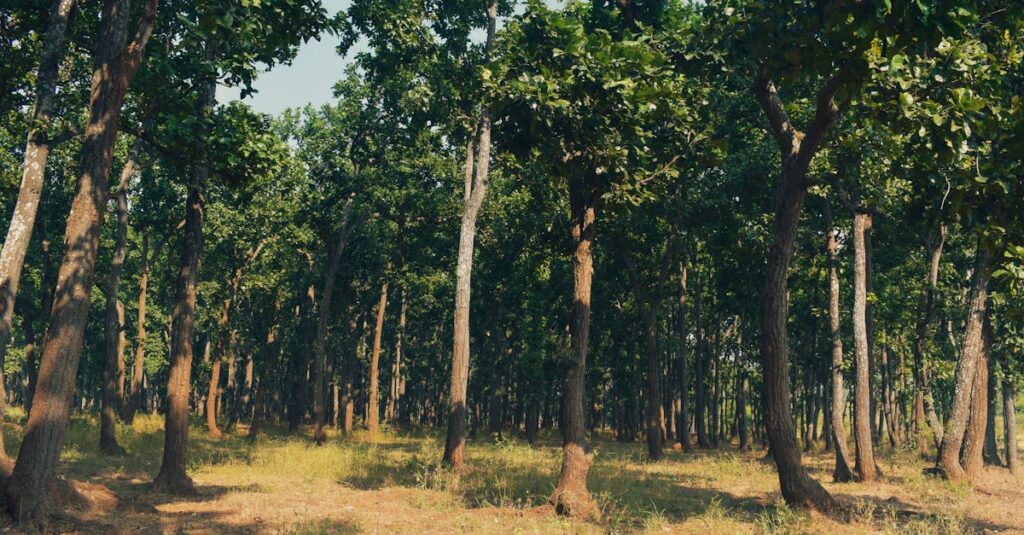 A tranquil forest view with tall green trees and sunlight streaming through. Perfect for nature themes.