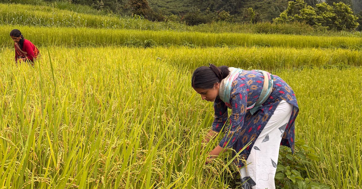 Women harvesting rice in the scenic fields of Munsyari, Uttarakhand, India.