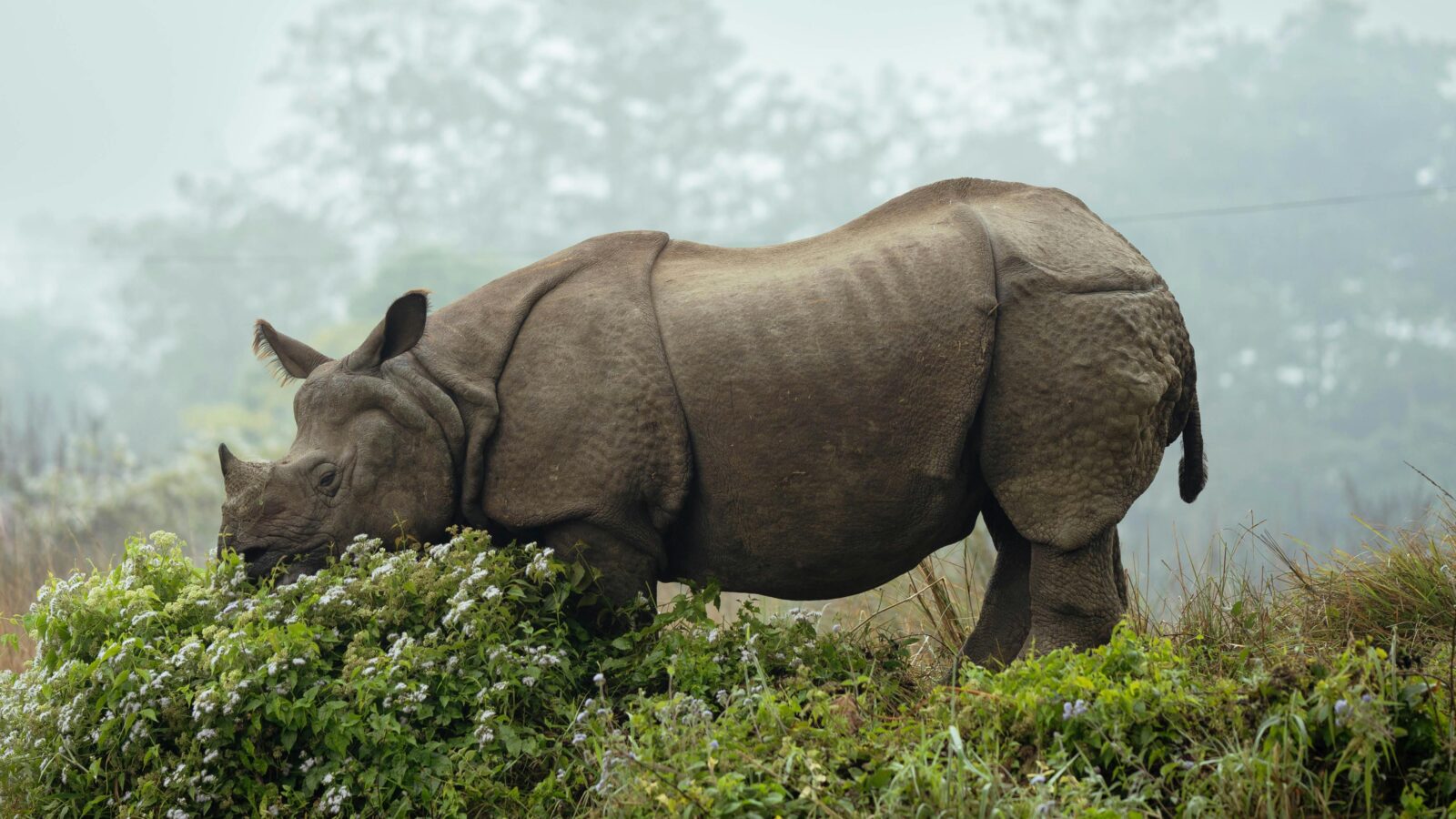 rhino ne