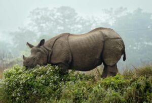 rhino ne